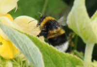 Bombus-hortorum